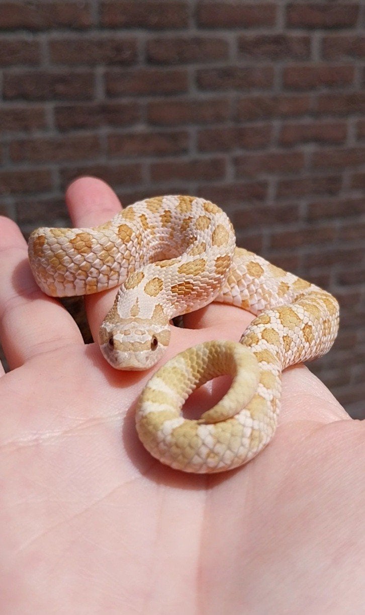 1.0 Heterodon nasicus, Dieren en Toebehoren, Reptielen en Amfibieën, Slang, Tam, 0 tot 2 jaar