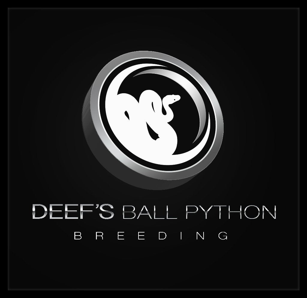koningspythons baby/juv/adult Ball Python - male for sale from Dave