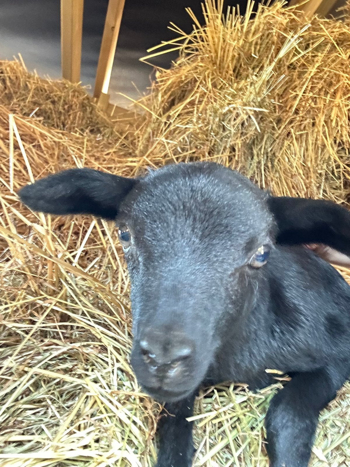 Zwart kameroen lam (ram), Dieren en Toebehoren, Mannelijk, Schaap, 0 tot 2 jaar