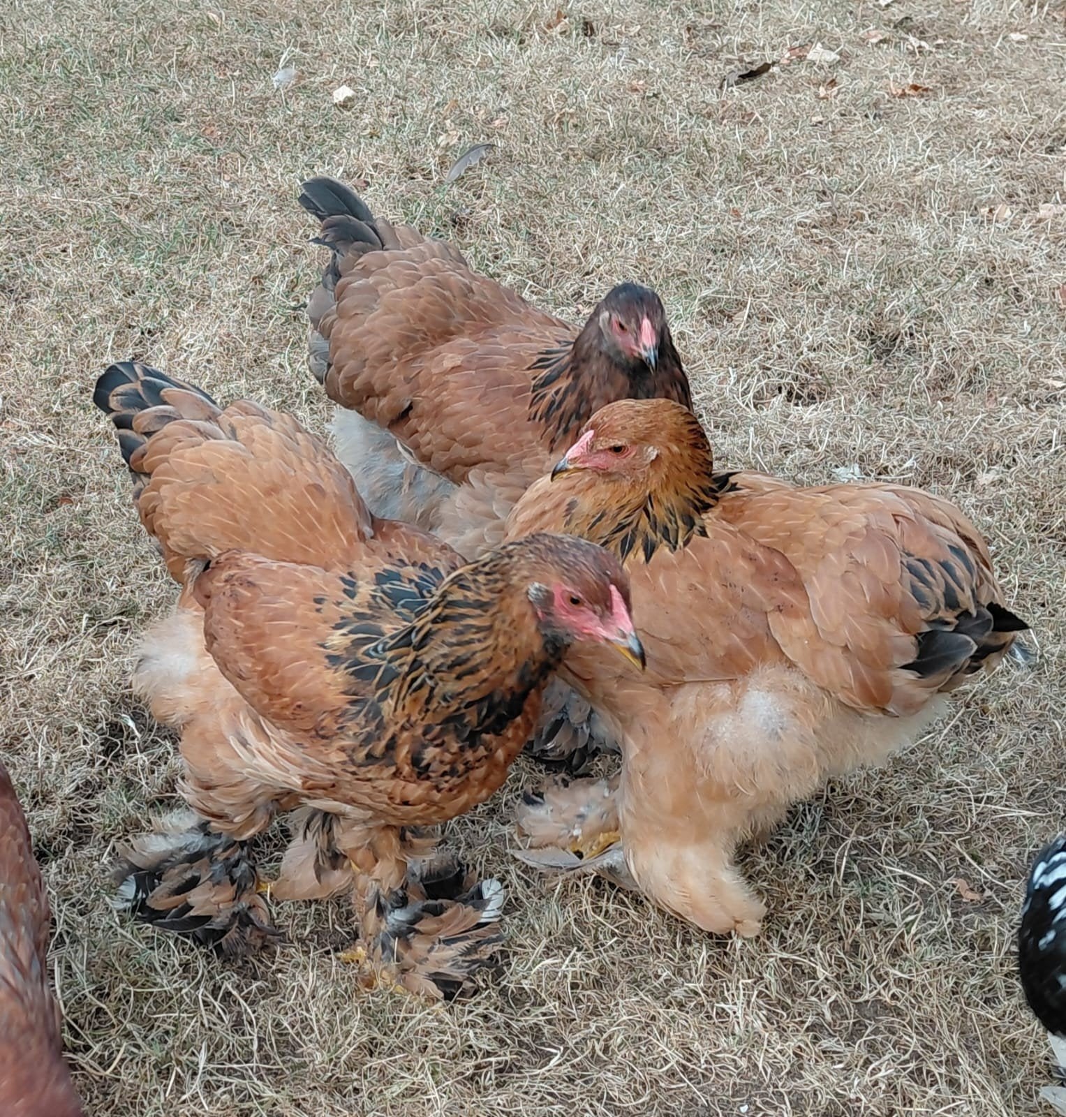 3 brahma's (jonge dieren)