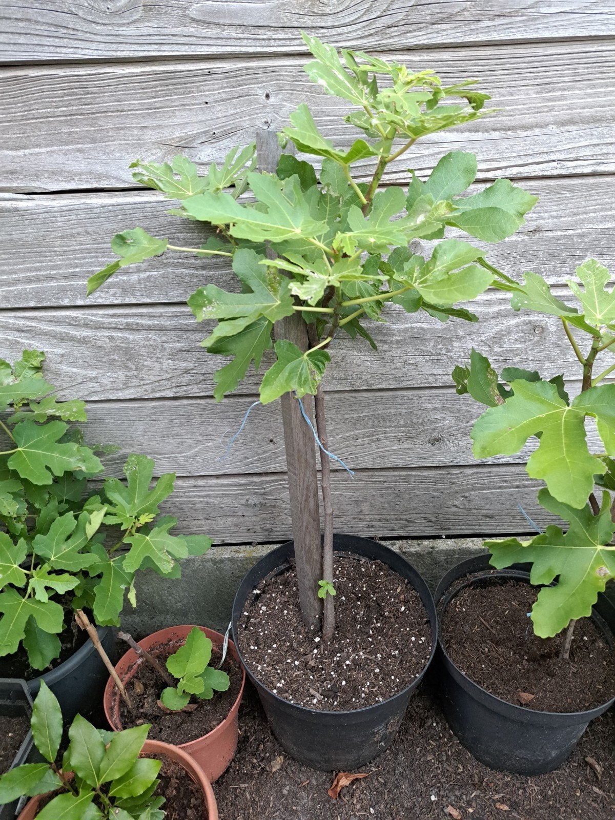 Vijgenbomen, Tuin en Terras, Planten | Bomen, Ophalen