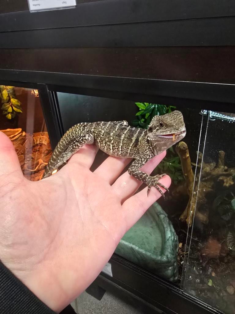 Australische wateragaam, Dieren en Toebehoren, Reptielen en Amfibieën, Amfibie