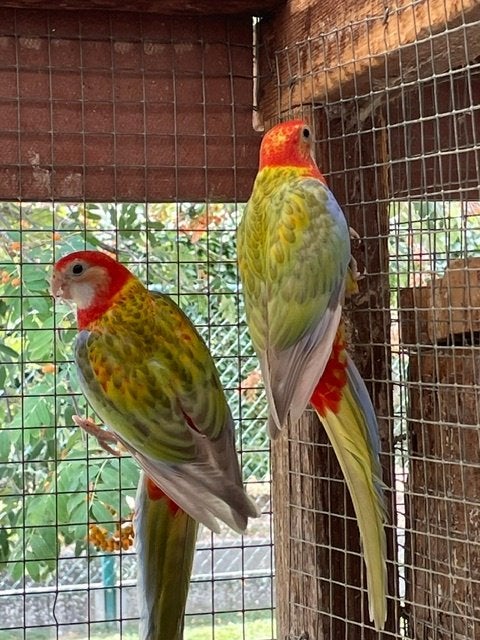 Rosella's, Animaux & Accessoires, Oiseaux | Perruches & Perroquets, Plusieurs animaux, Perruche, Bagué