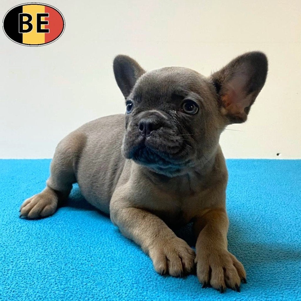 Franse Bulldog - Leuke pups te koop (geboren in België), Dieren en Toebehoren, Parvo, België, 8 tot 15 weken, Meerdere