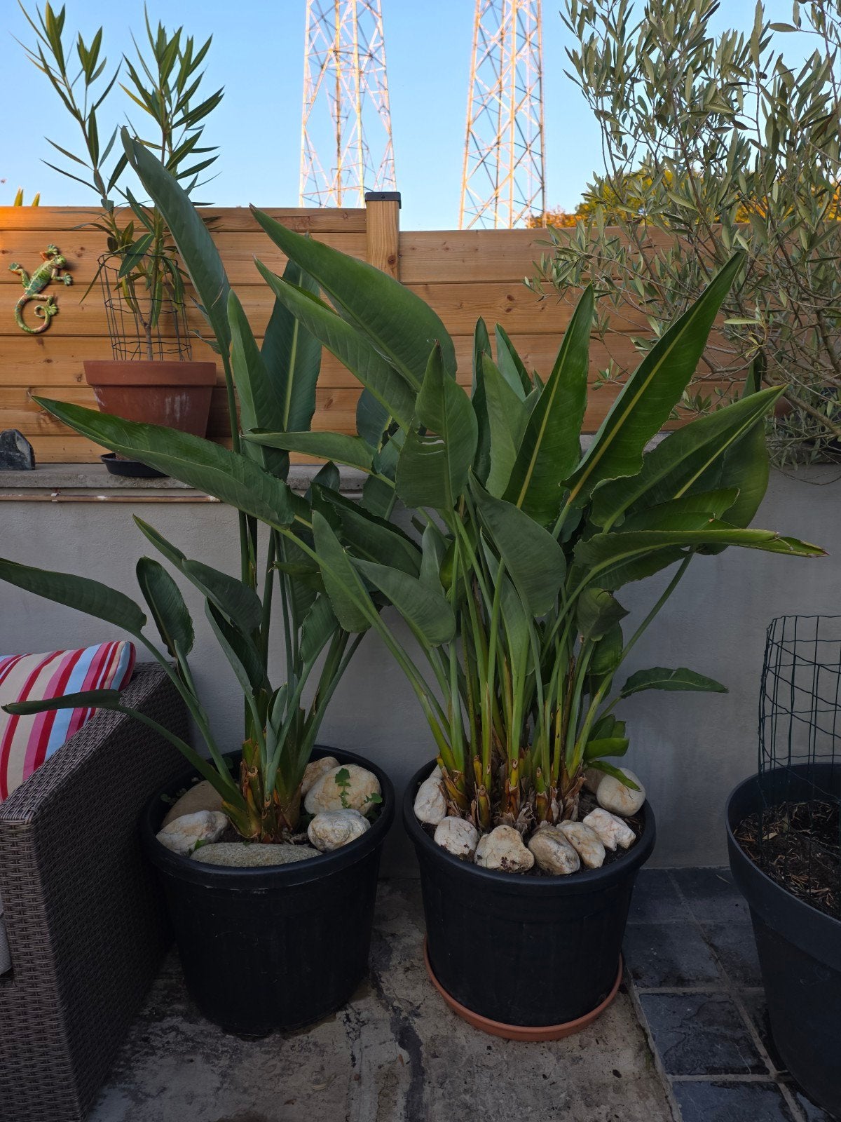 Strelizia Reginae - oiseaux du paradis, Jardin & Terrasse, Enlèvement