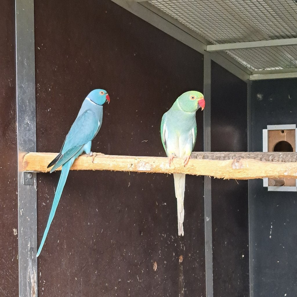kweekkoppel halsbandparkieten (blauw-turquoise blauw), Meerdere dieren, Parkiet, Geringd