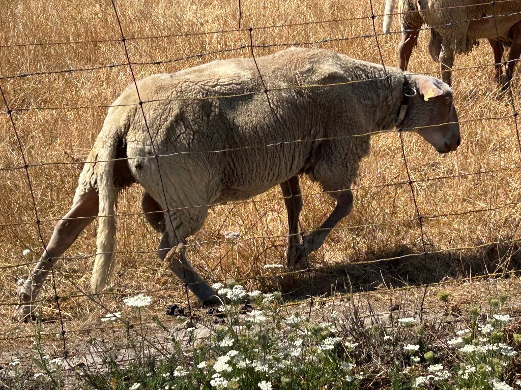 Ram 17 maanden, Dieren en Toebehoren, Schapen, Geiten en Varkens, Mannelijk, Schaap, 0 tot 2 jaar