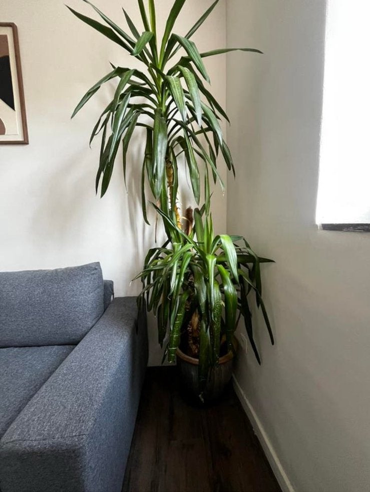 Grande plante d’intérieur - YUCCA, Enlèvement, Yucca