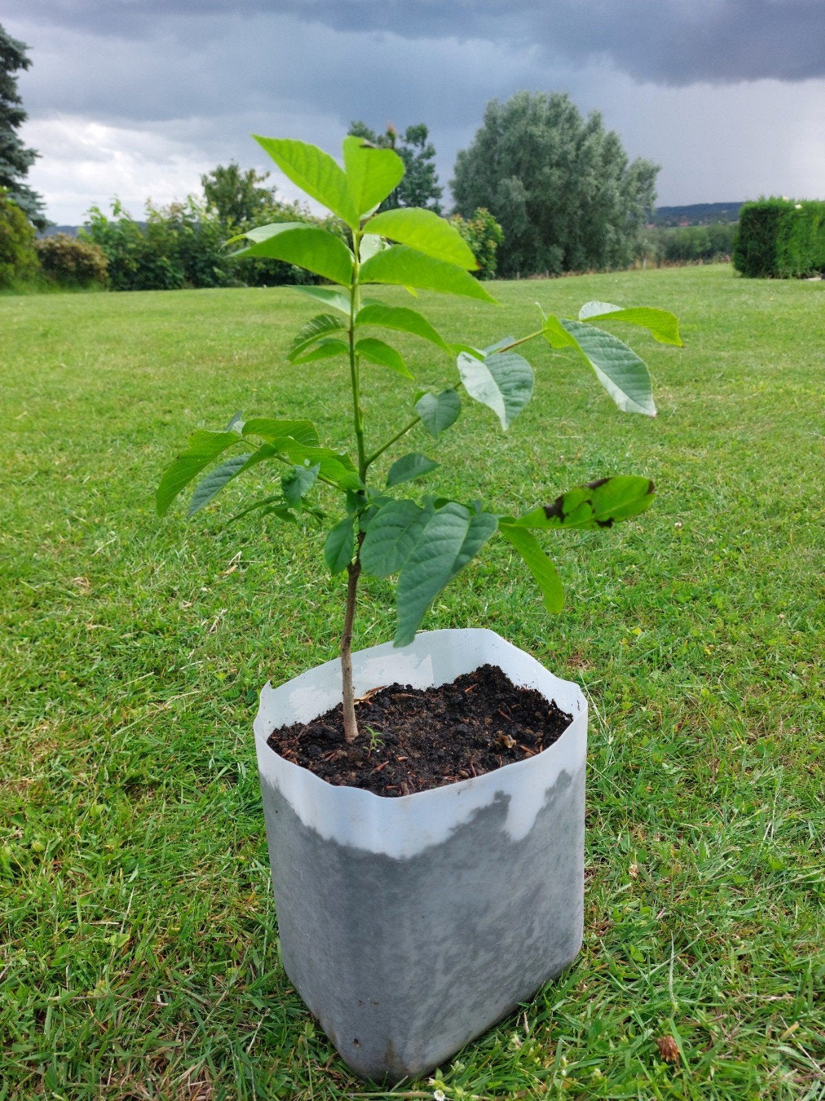 Walnoot boompje, Ophalen