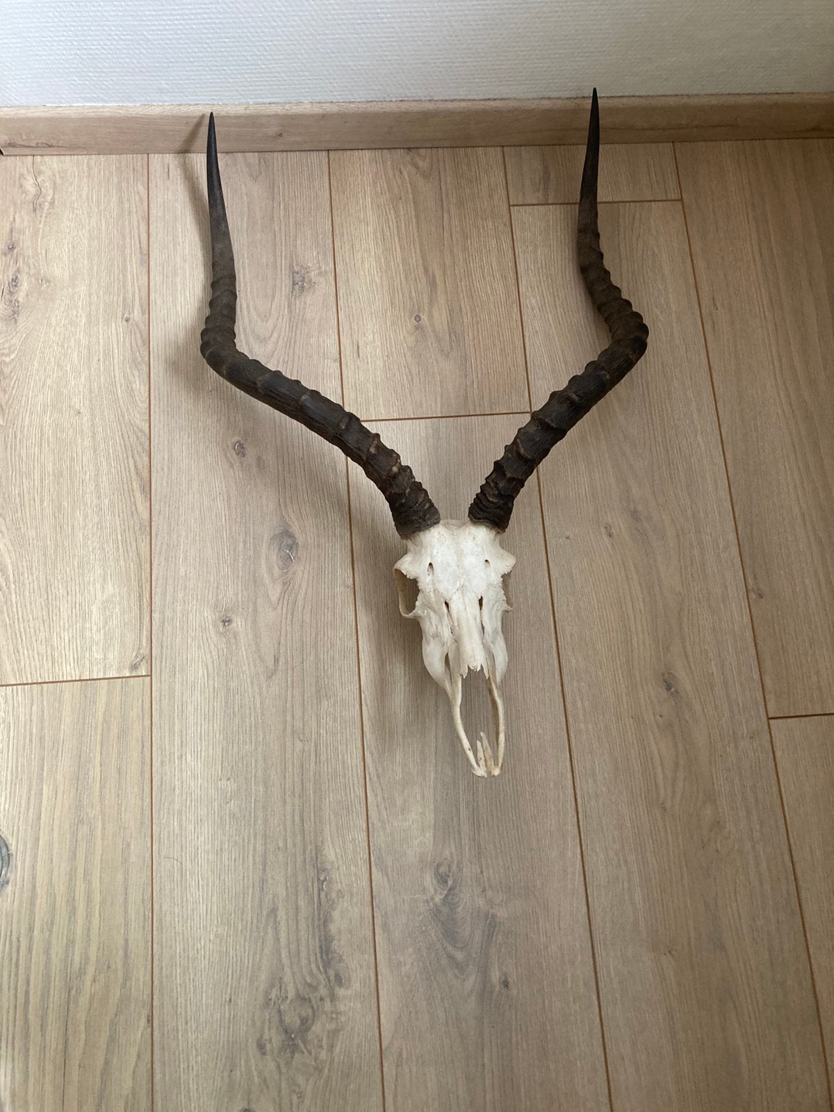 Schedel taxidermie impala, Enlèvement, Comme neuf, Crâne