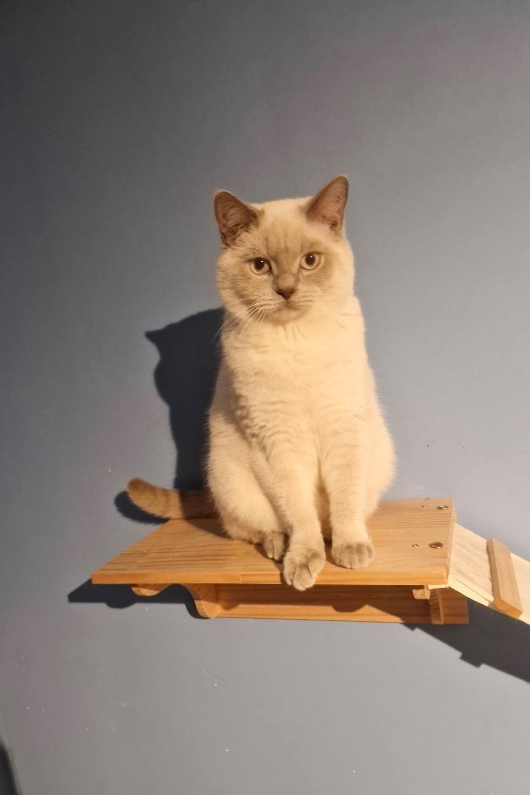zeer mooie dekkater lilac point, 0 tot 2 jaar