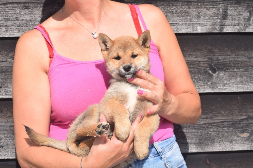 Nouveau nid pour chiots Shiba Inu, 15 semaines à 1 an, Plusieurs animaux, Éleveur | Professionnel, Plusieurs