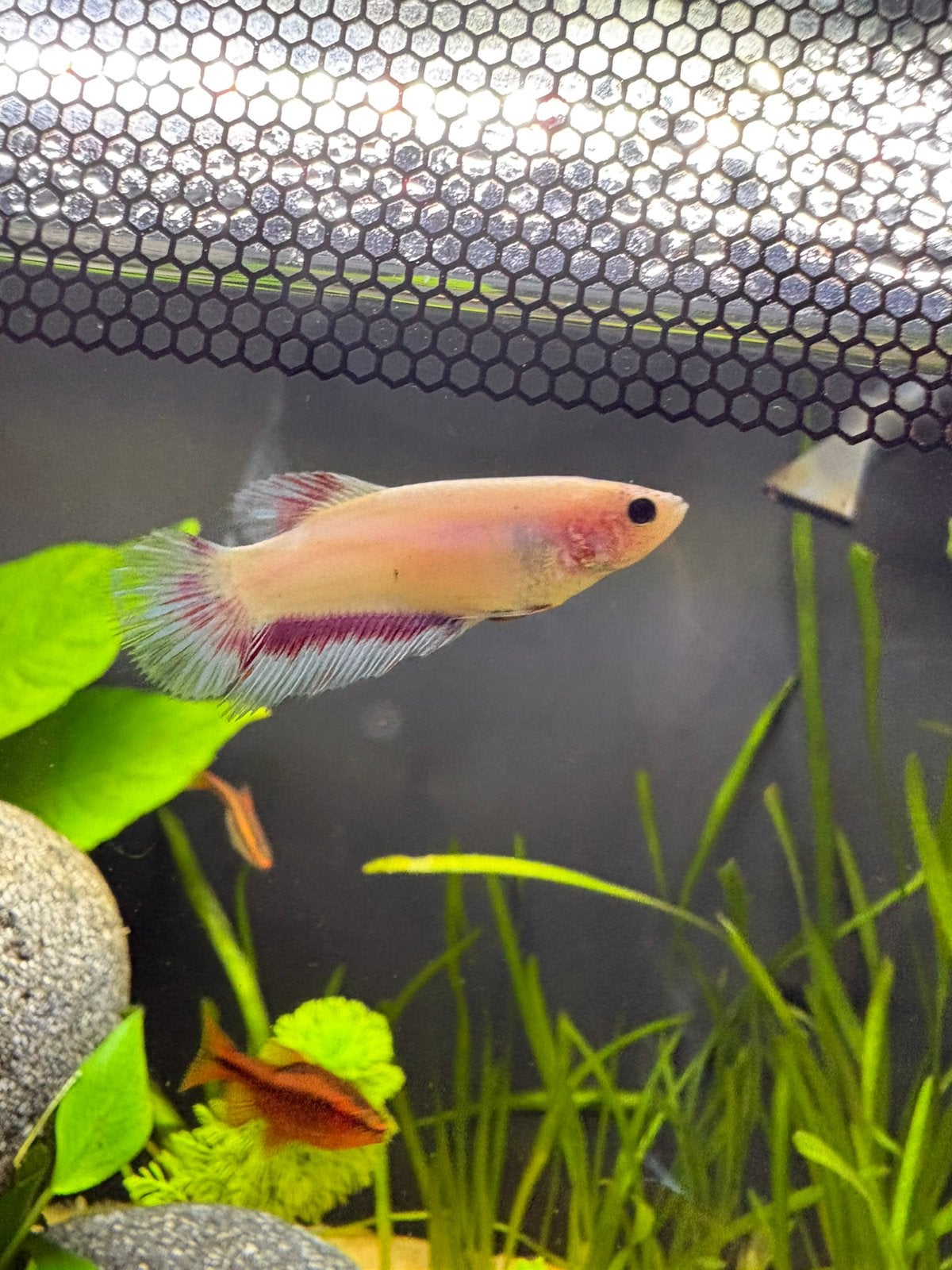 Vrouwtjes betta, Animaux & Accessoires, Poisson, Poisson d'eau douce