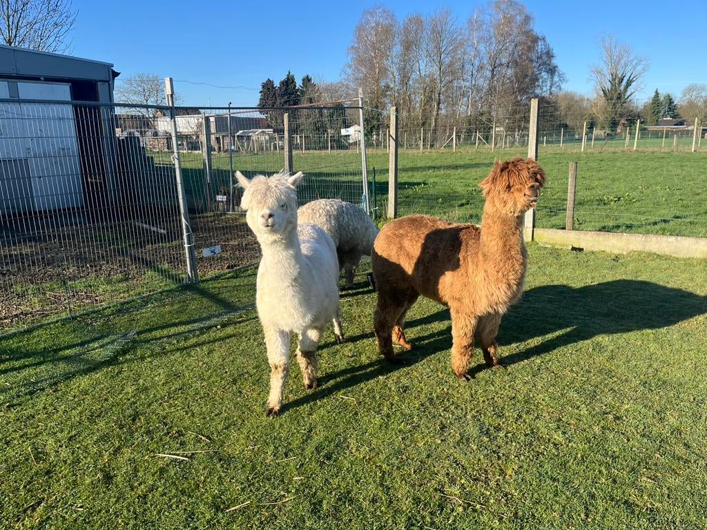 Witte alpaca hengst met stamboom - bewezen fokhengst, Januari, Mannelijk
