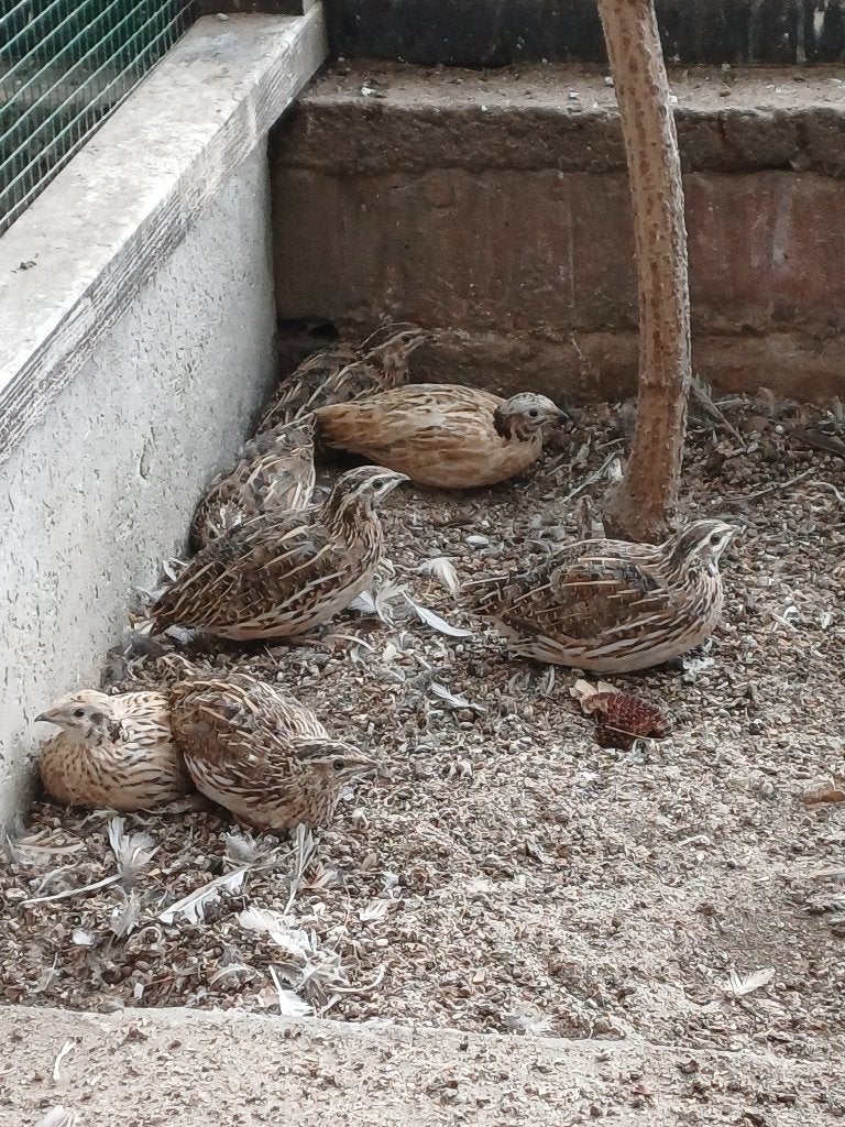 inlandse kwartels, Dieren en Toebehoren, Meerdere dieren, Overige soorten