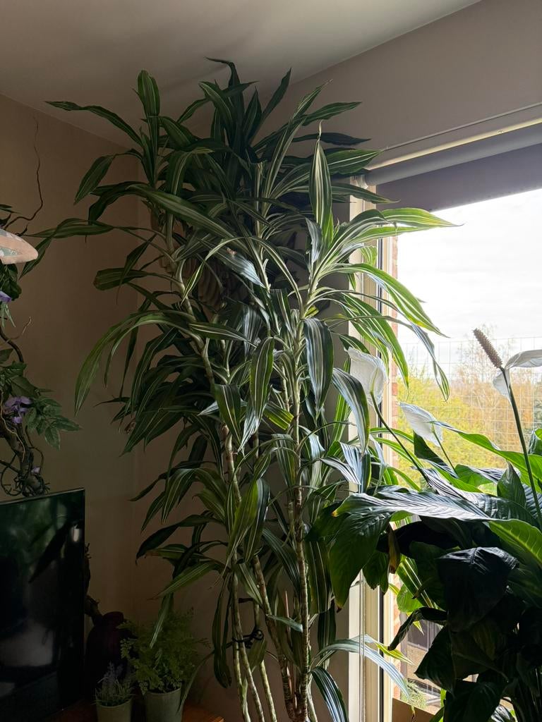 Dracaena plant, Huis en Inrichting, Kamerplanten, Ophalen, 200 cm of meer, Halfschaduw, Yucca