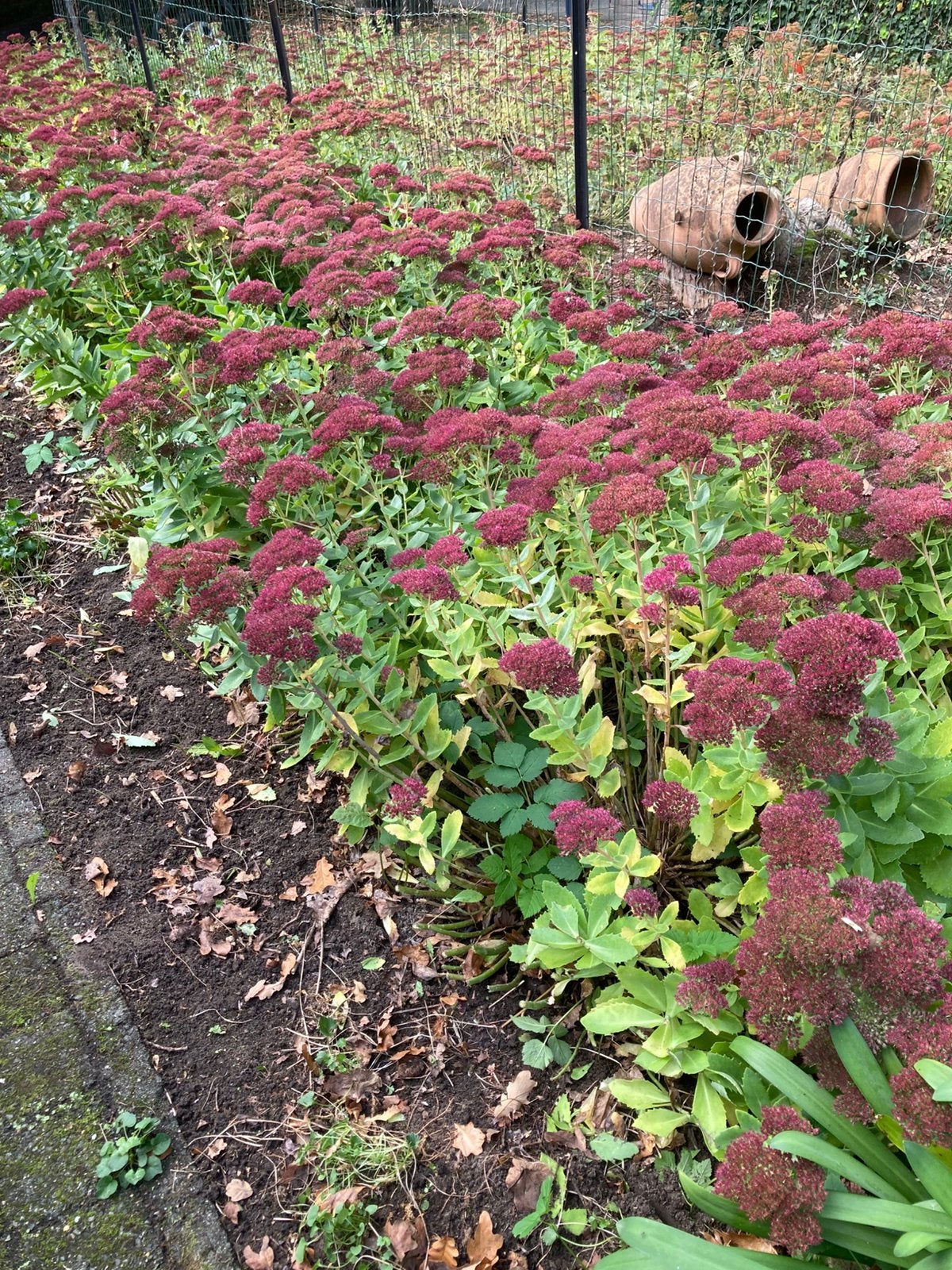 Sedum of hemelsleutel, Vaste plant, Halfschaduw, Herfst, Ophalen