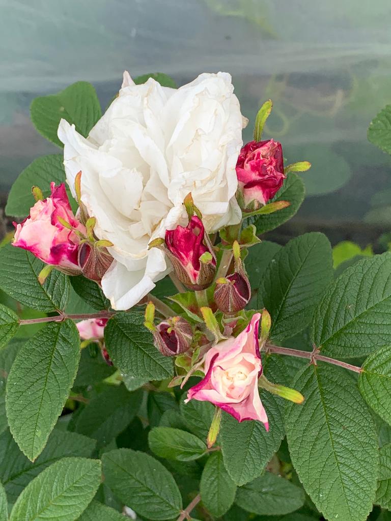 Rozen struik/plant, Tuin en Terras, Planten | Tuinplanten, Volle zon, Vaste plant, Zomer, Ophalen