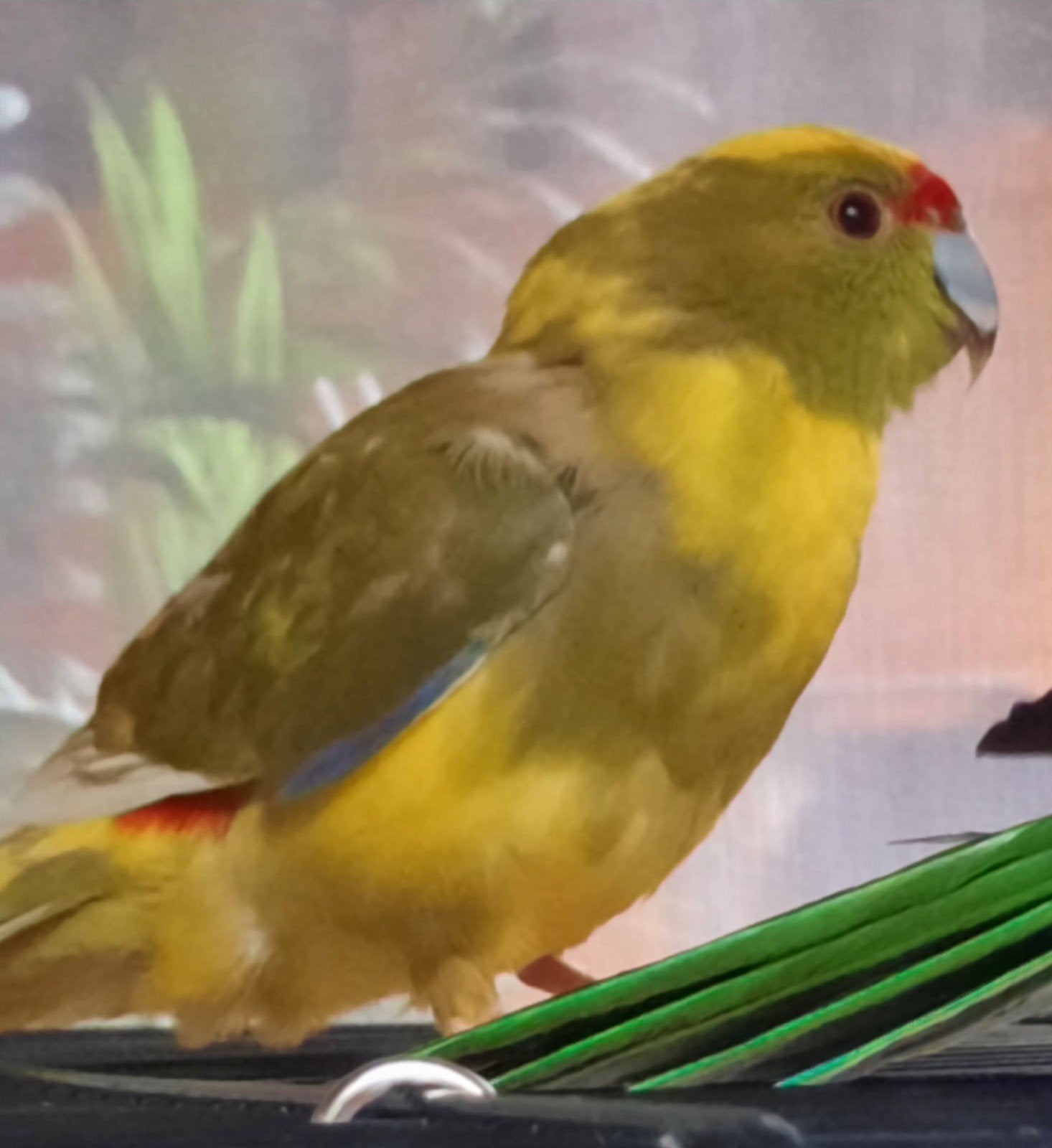 Kakariki eam, Femelle