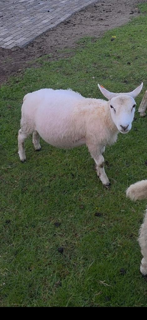 Agneau de 9 mois