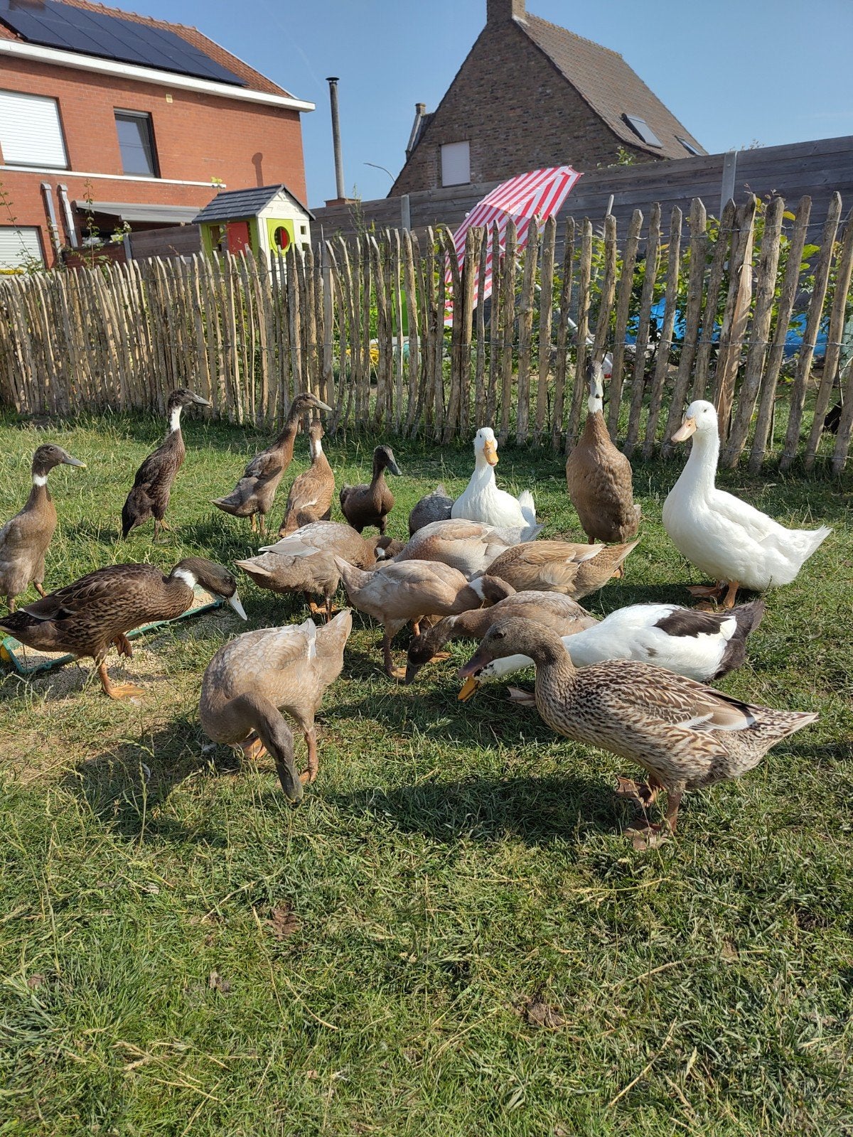 Canards coureurs indiens, Canard