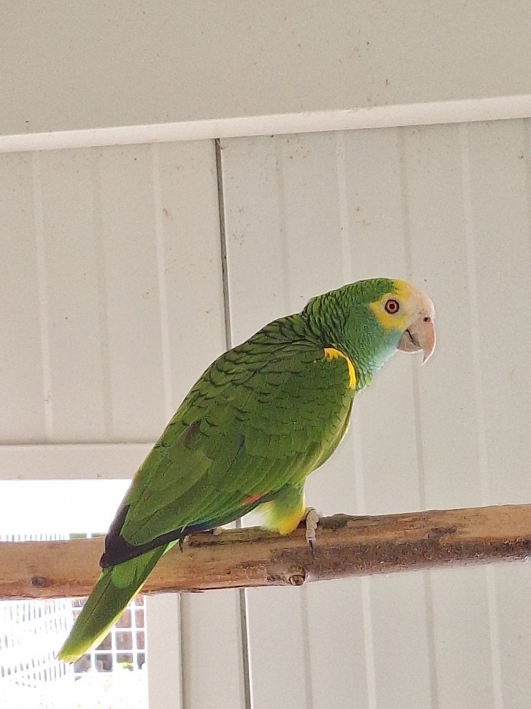 Amazona barbadensis, Dieren en Toebehoren, Mannelijk, Papegaai, Geringd