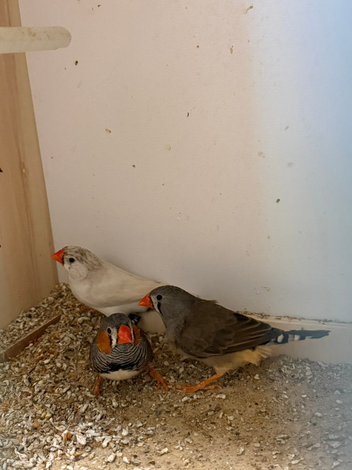 Zebravinken 2026, Animaux & Accessoires, Oiseaux | Oiseaux Autre, Plusieurs animaux, Oiseau tropical