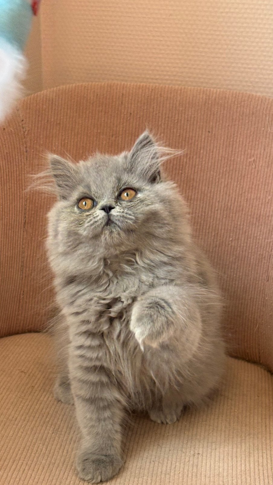 Brits langhaar meisje, Chatte ou Chat, Vermifugé, 0 à 2 ans