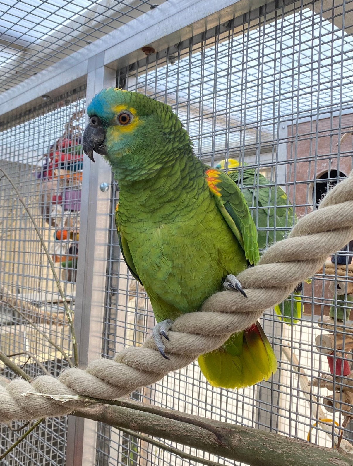 Amazone Blauwvoorhoofd - handtam, Dieren en Toebehoren, Vogels | Parkieten en Papegaaien, Vrouwelijk, Papegaai, Pratend
