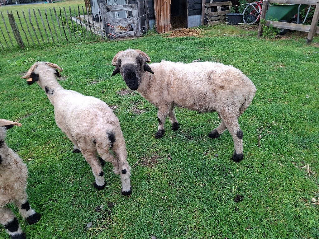 Walisser schwarsnaze ram, Dieren en Toebehoren, Mannelijk, Schaap, 3 tot 5 jaar