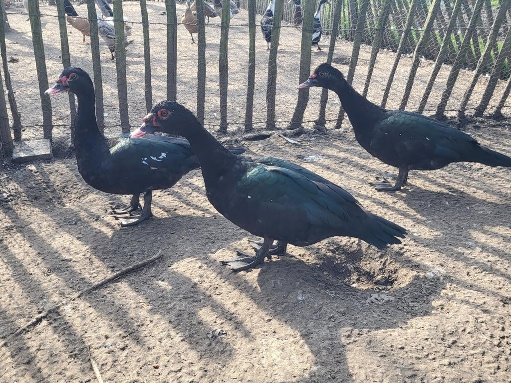 Barberie eenden mannelijk, Dieren en Toebehoren, Mannelijk, Eend