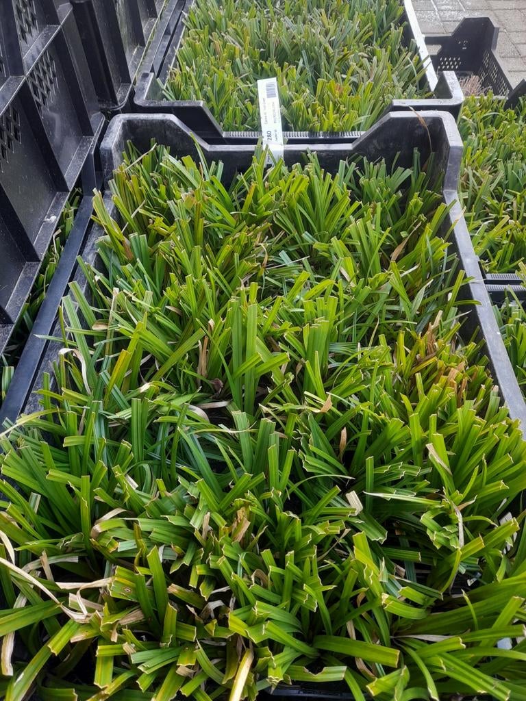 Carex morrowii ' Irish Green ' P9 2€, Ophalen