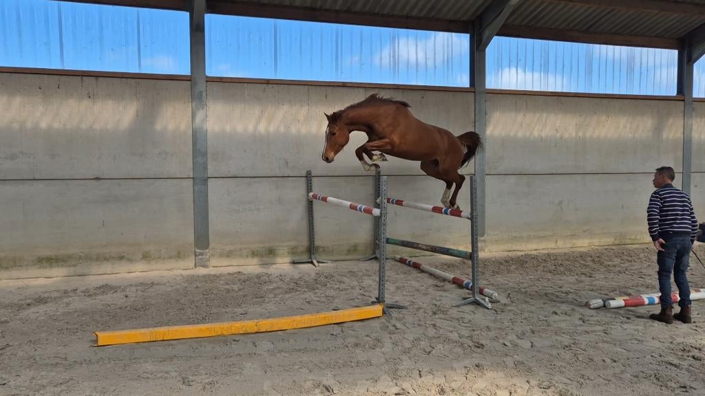 5 jarige merrie, Dieren en Toebehoren, Merrie, Springpaard, Minder dan 160 cm, Zadelmak