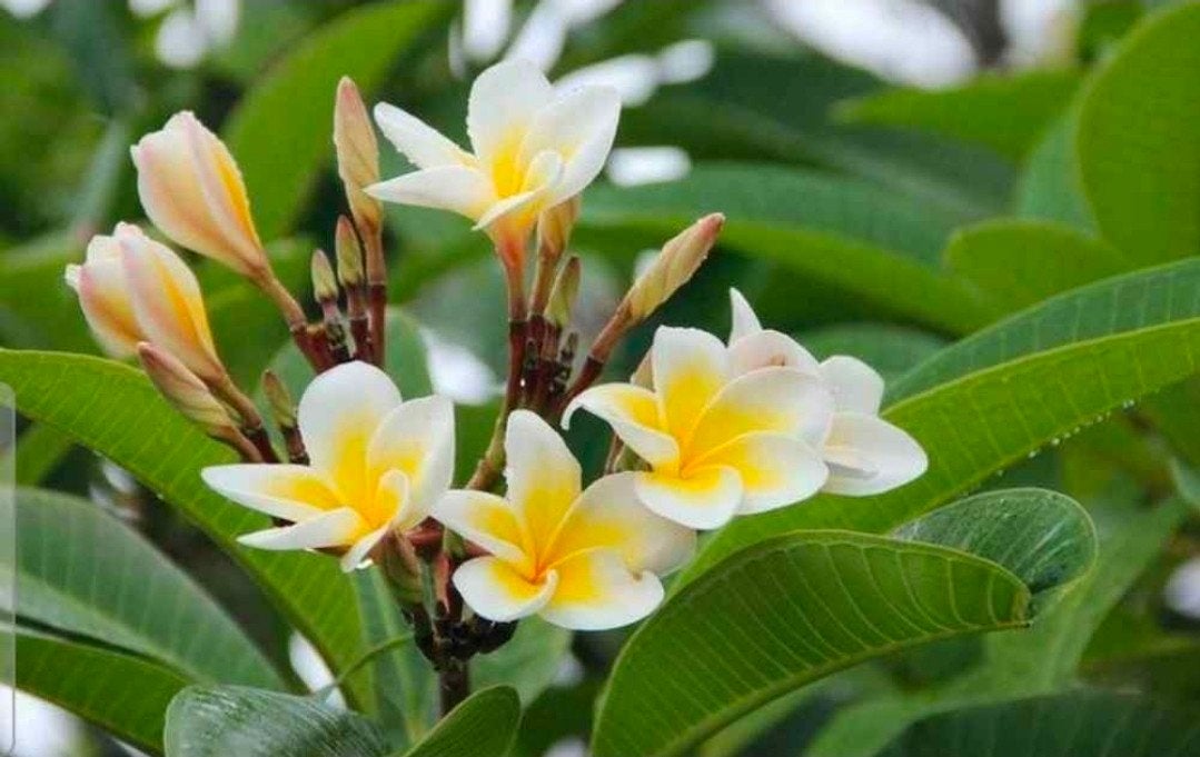Tempelboom, Frangipani ( plumeria Rubra), Tuin en Terras, Planten | Tuinplanten, Ophalen of Verzenden, Volle zon