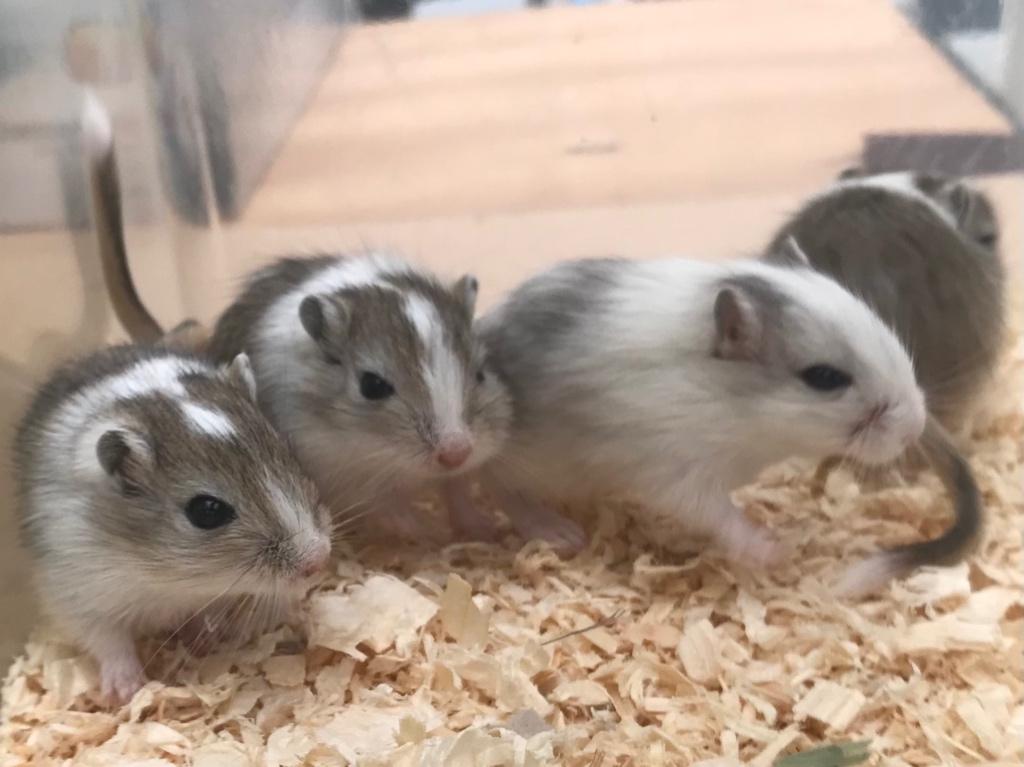 4 jonge gerbils pups, Dieren en Toebehoren, Maart, Meerdere dieren, Overige typen, Tam