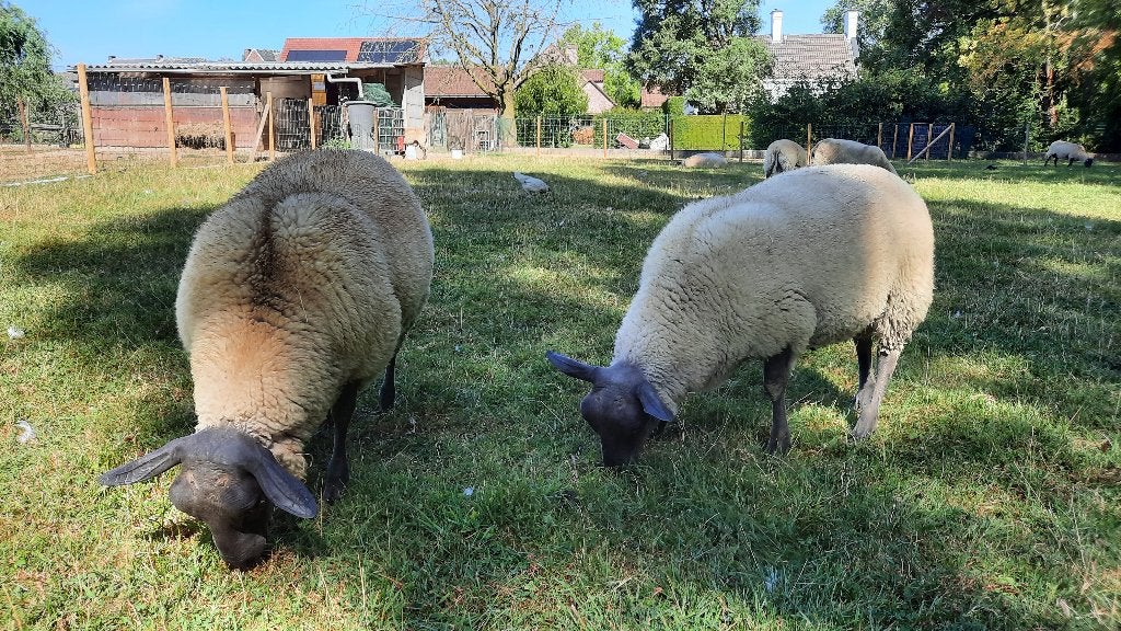 Bleu du Maine, Dieren en Toebehoren, Mannelijk, Schaap, 0 tot 2 jaar