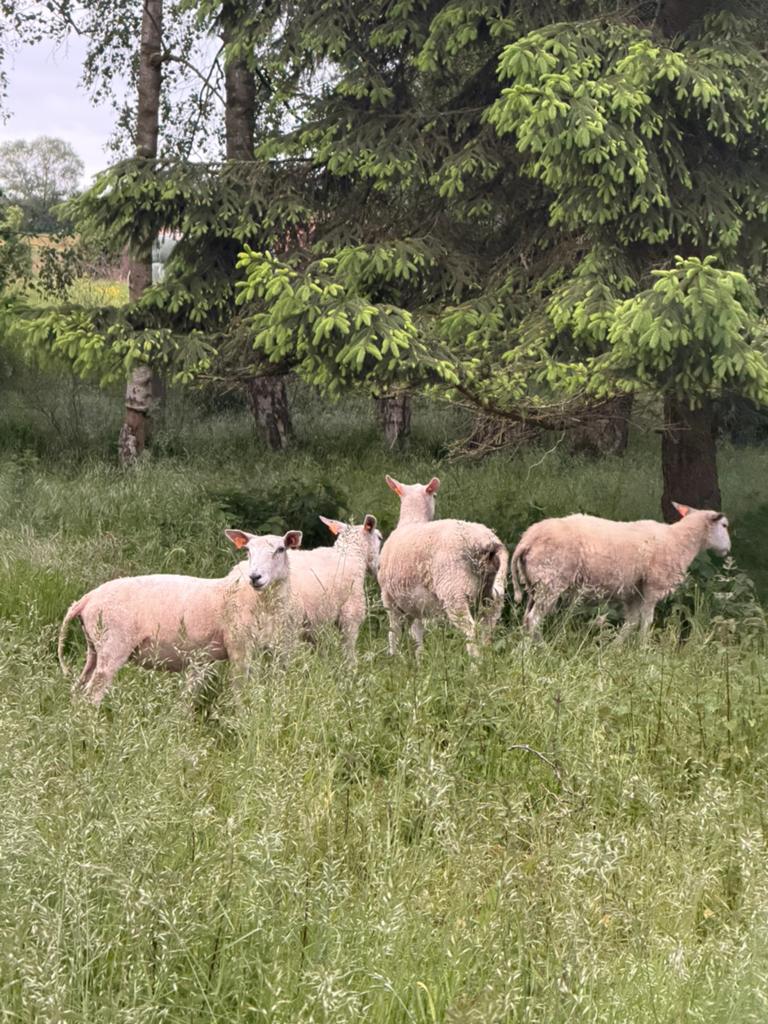 Schapen te koop, Vrouwelijk, Schaap, 0 tot 2 jaar