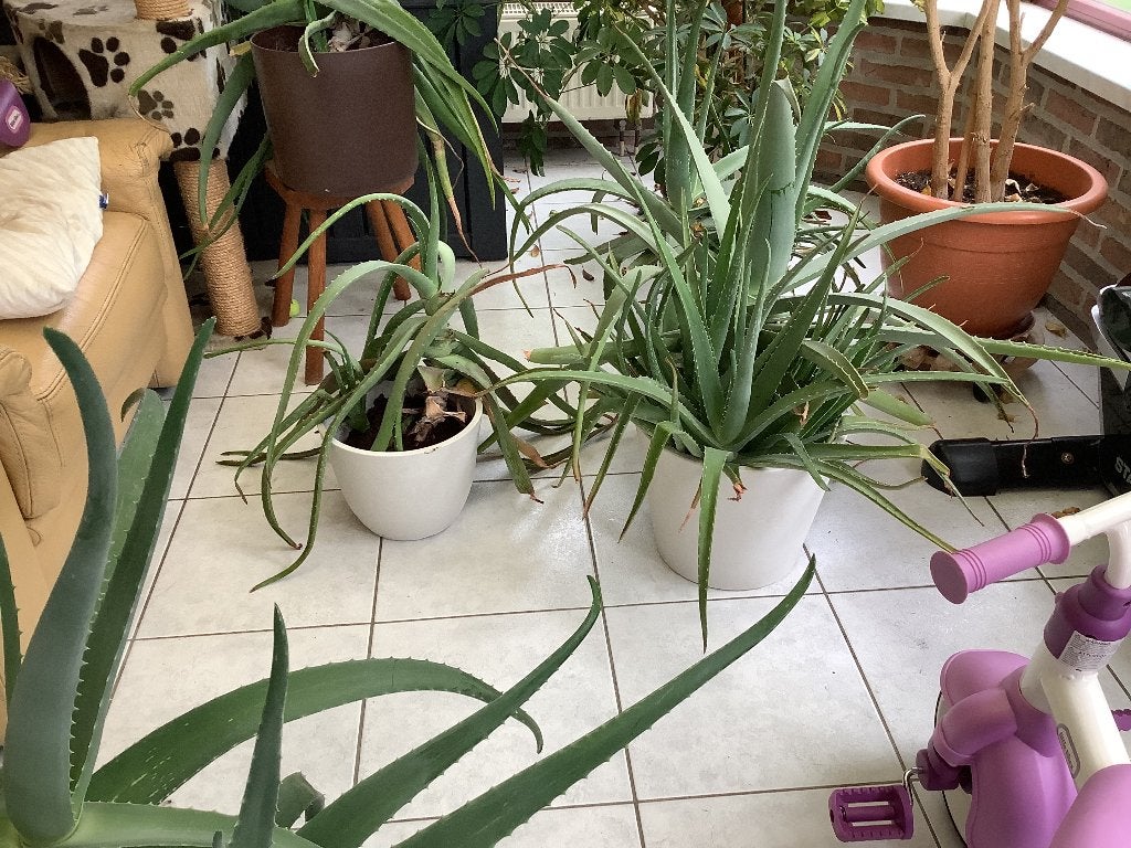 Plantes d'aloe vera gratuites, Maison & Meubles, Plante succulente, En pot, Moins de 100 cm, Enlèvement