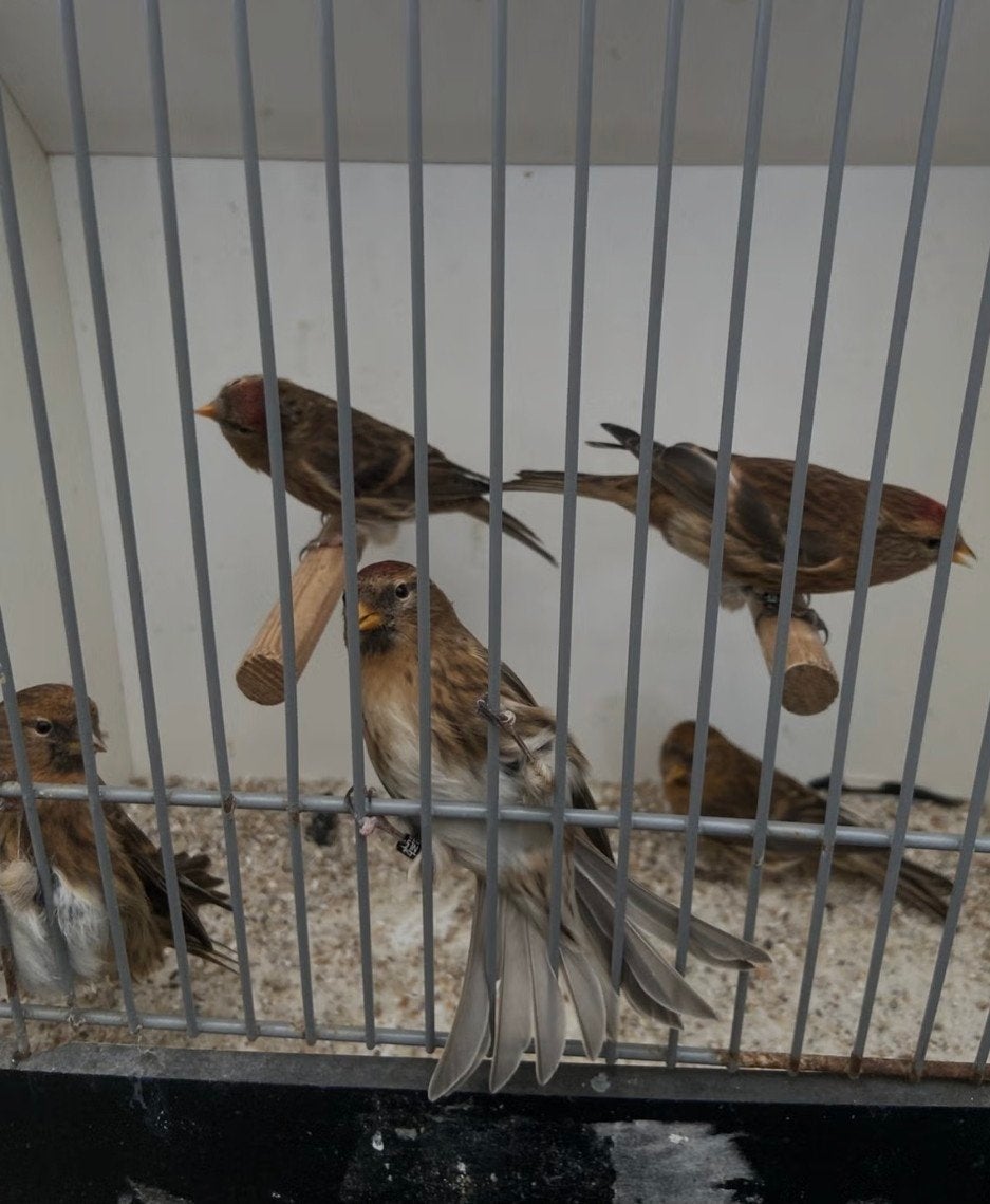 cabaret barmsijsjes, Dieren en Toebehoren, Mannelijk, Wildzangvogel, Geringd
