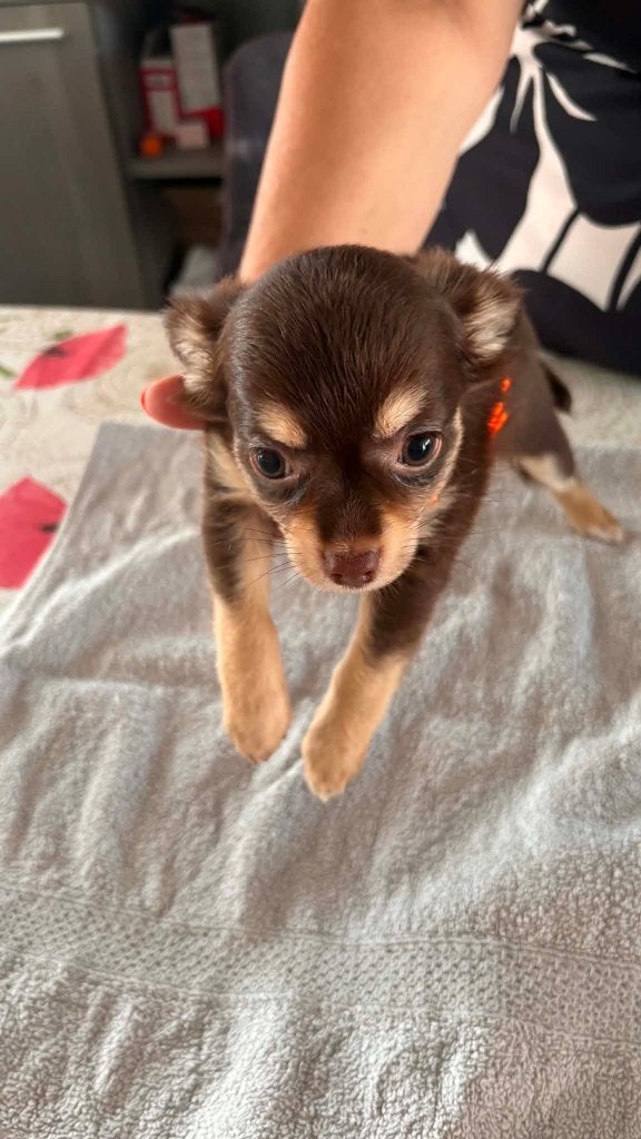 chihuahua pups, Dieren en Toebehoren, België, Fokker | Hobbymatig, 8 tot 15 weken, Teef