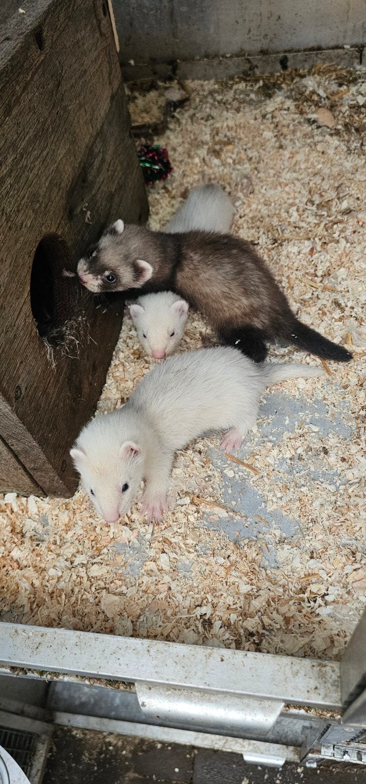 Jonge fretten, Dieren en Toebehoren, Knaagdieren, Mei, Tam