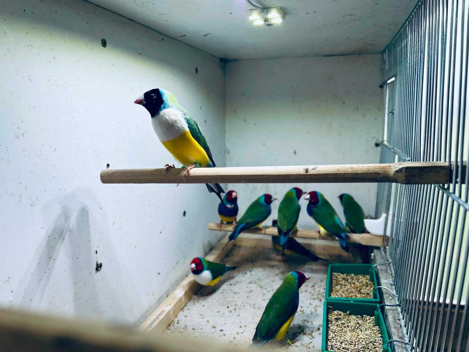 goldamandines, Tropenvogel