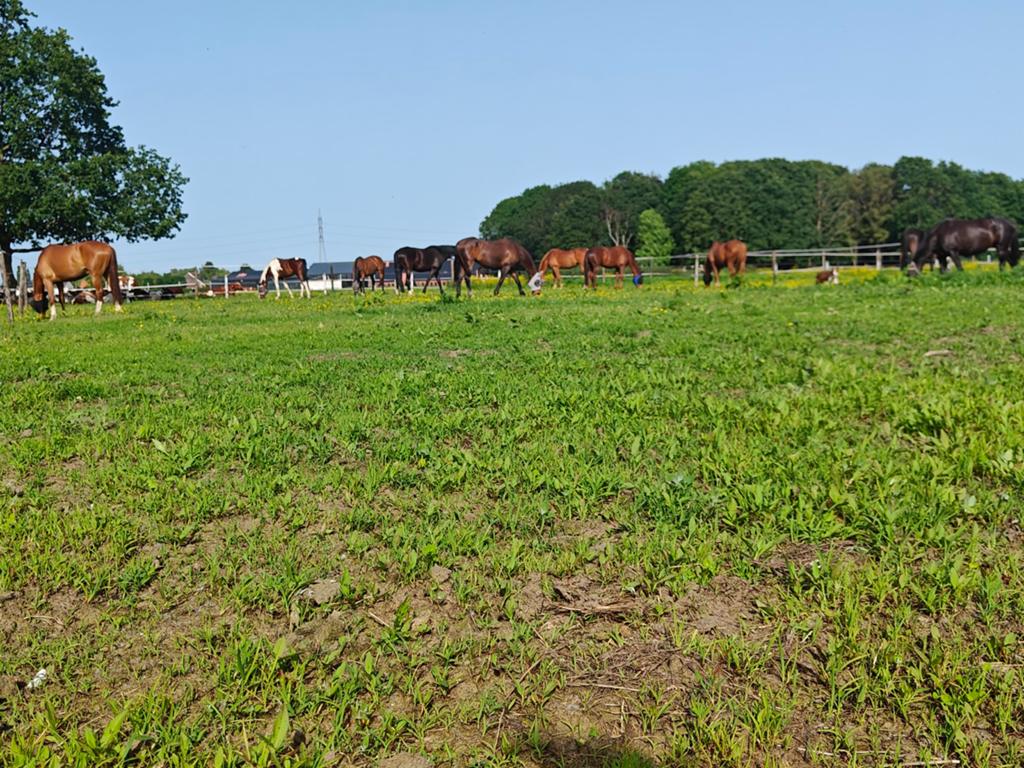 Stalling, loopstal en weide, Dieren en Toebehoren, Stalling en Weidegang, Stalling, Weidegang, 4 paarden of pony's of meer