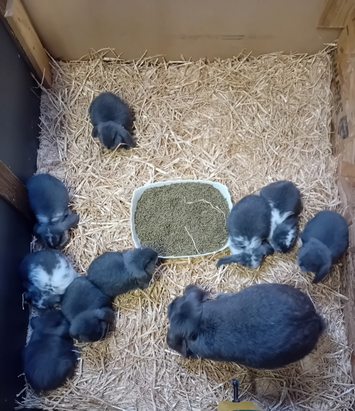 Franse hangoren, Dieren en Toebehoren, Meerdere dieren, Groot, Hangoor, 0 tot 2 jaar