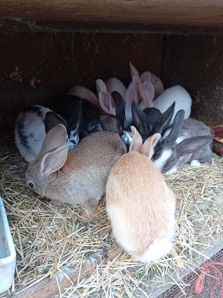 Jonge vleeskonijnen te koop, Dieren en Toebehoren, Meerdere dieren, Groot, 0 tot 2 jaar