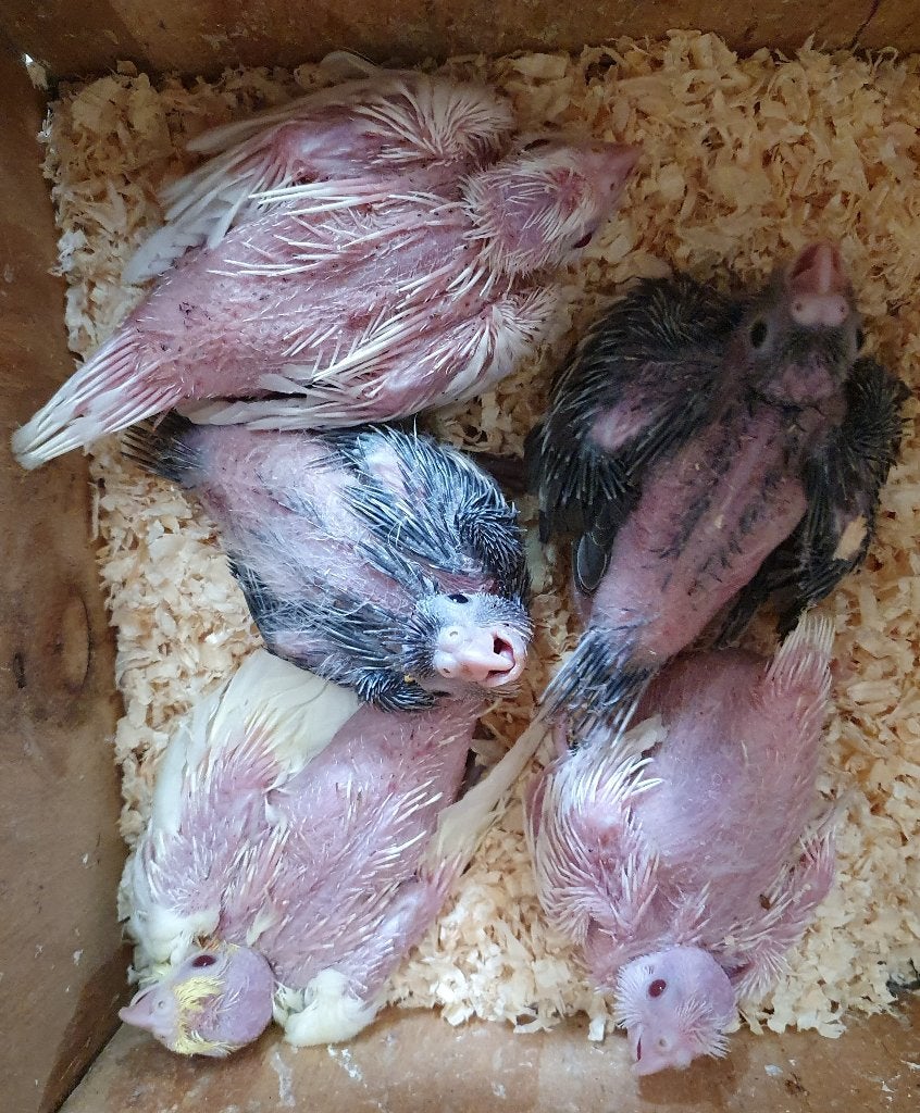valkparkietjes om zelf handtam te maken, Dieren en Toebehoren, Vogels | Parkieten en Papegaaien, Geslacht onbekend, Parkiet, Geringd