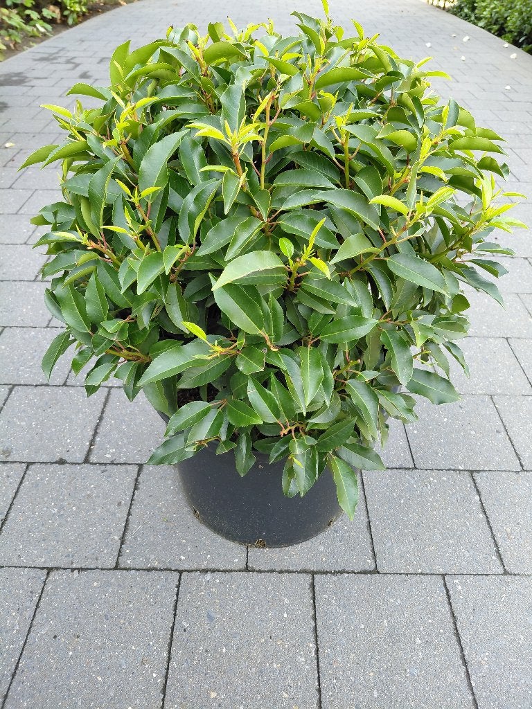 Prunus Lusitanica bol, Jardin & Terrasse, Plantes | Arbres, Enlèvement, Ombre partielle