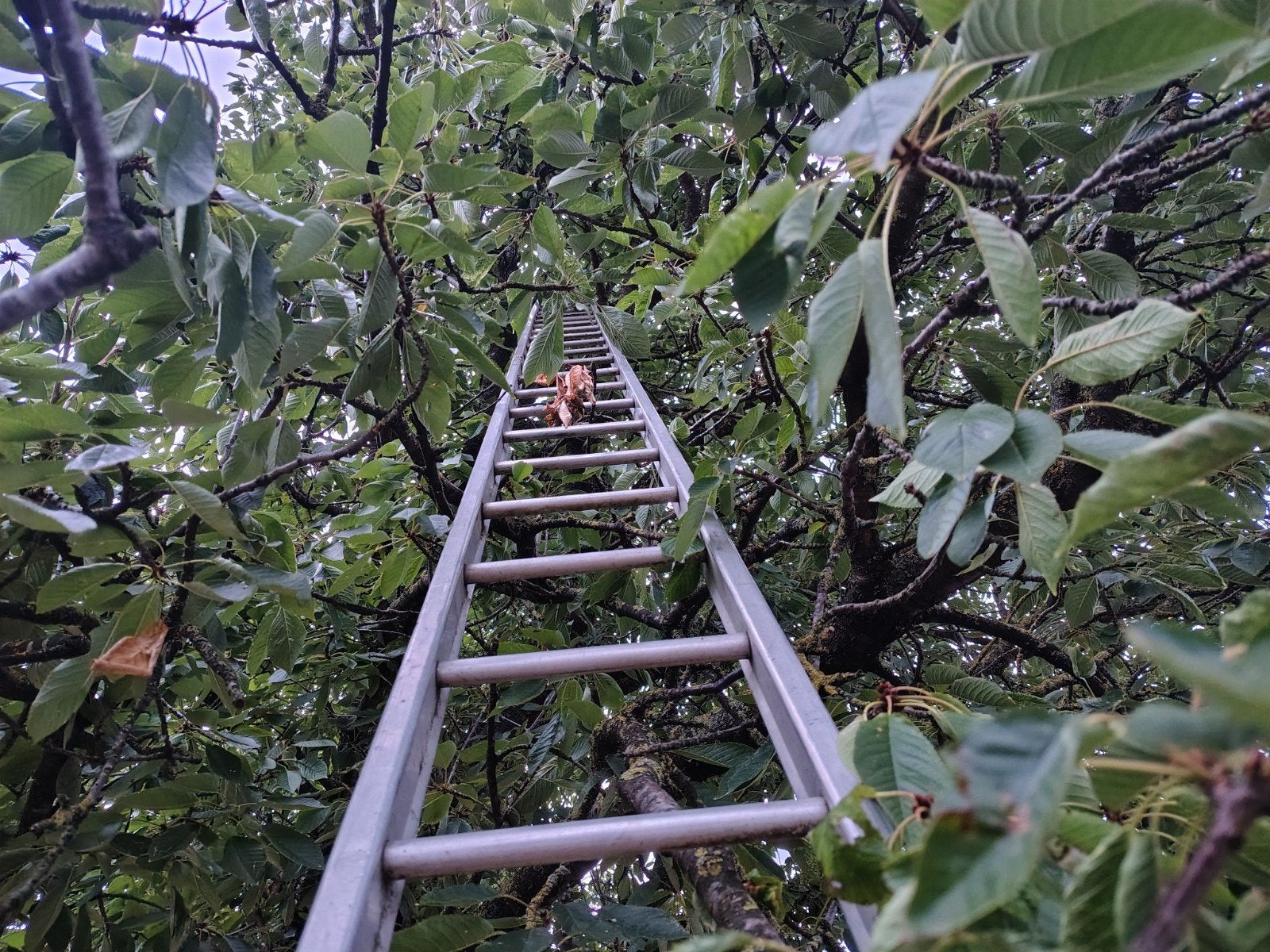 plukladder 28 sporten, Doe-het-zelf en Bouw, Ladders en Trappen, Ophalen, Ladder