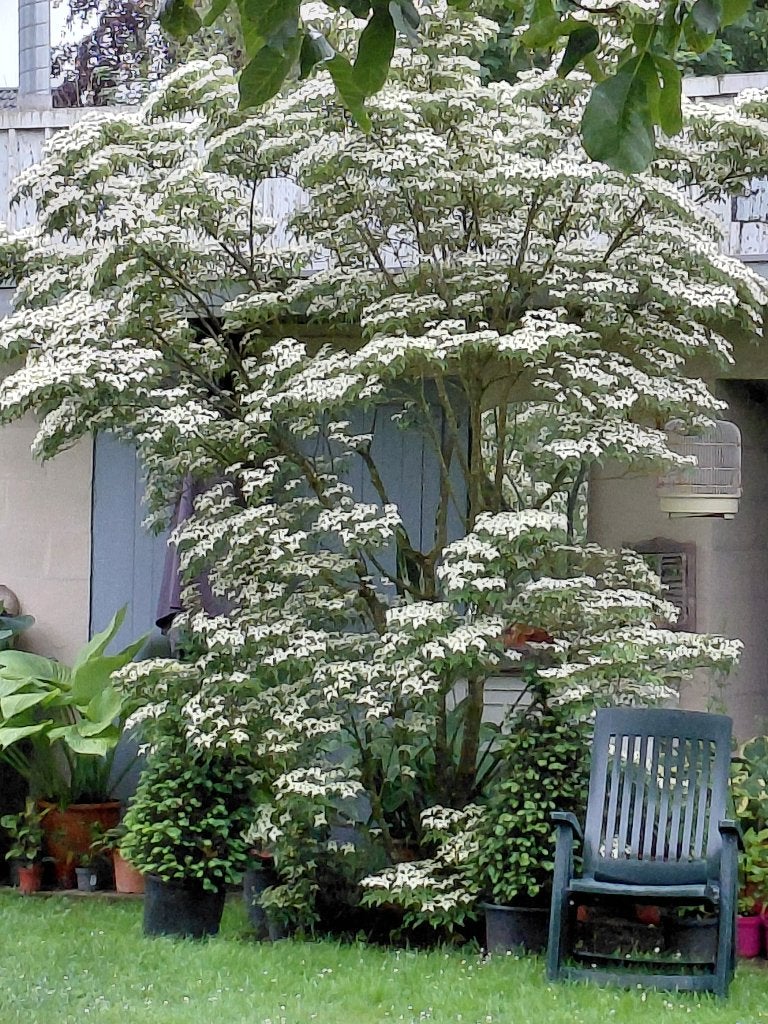 Cornus Kousa Chinensis, Tuin en Terras, Ophalen, Halfschaduw