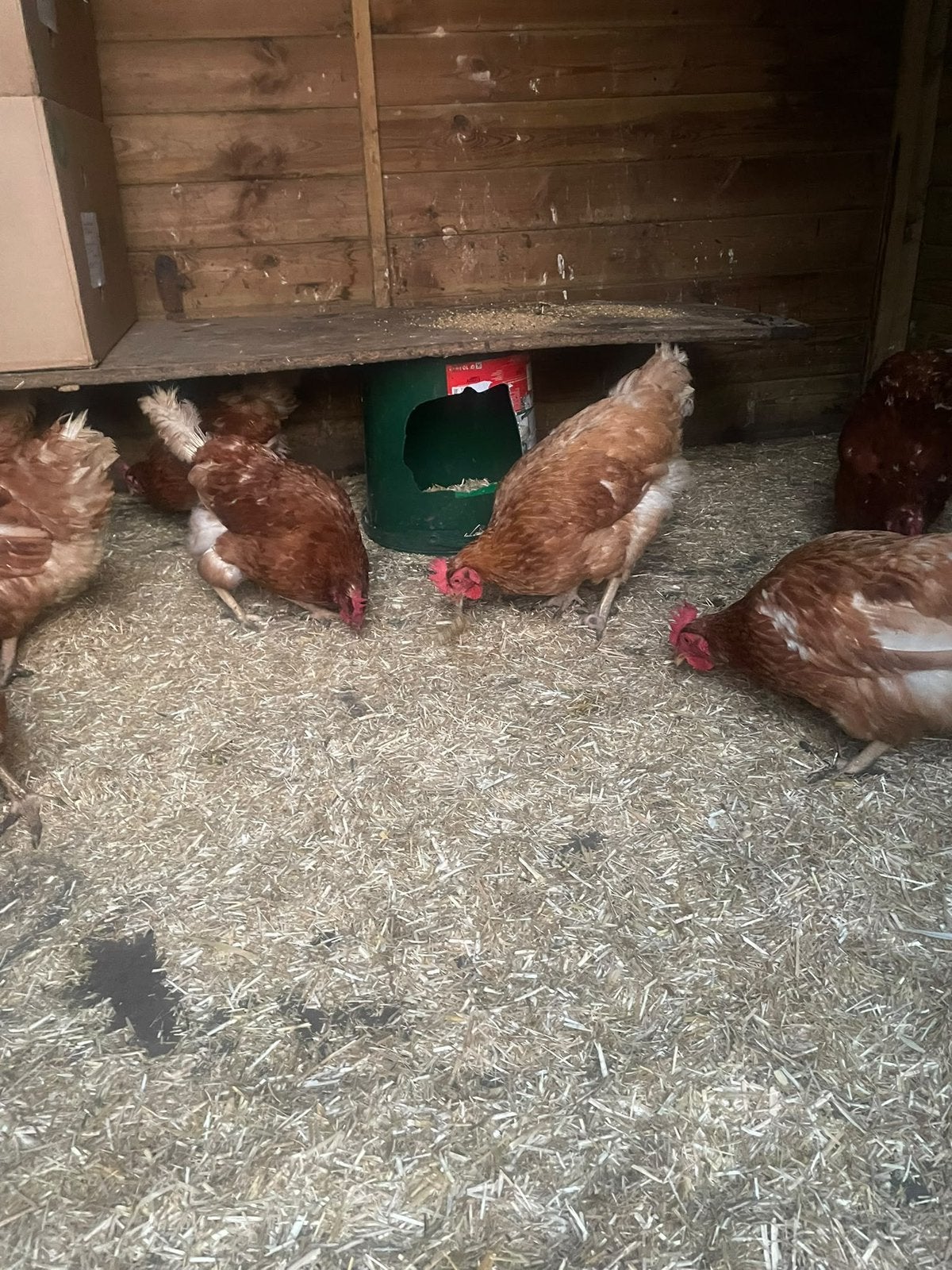 Legkippen te koop, Dieren en Toebehoren, Vrouwelijk, Kip